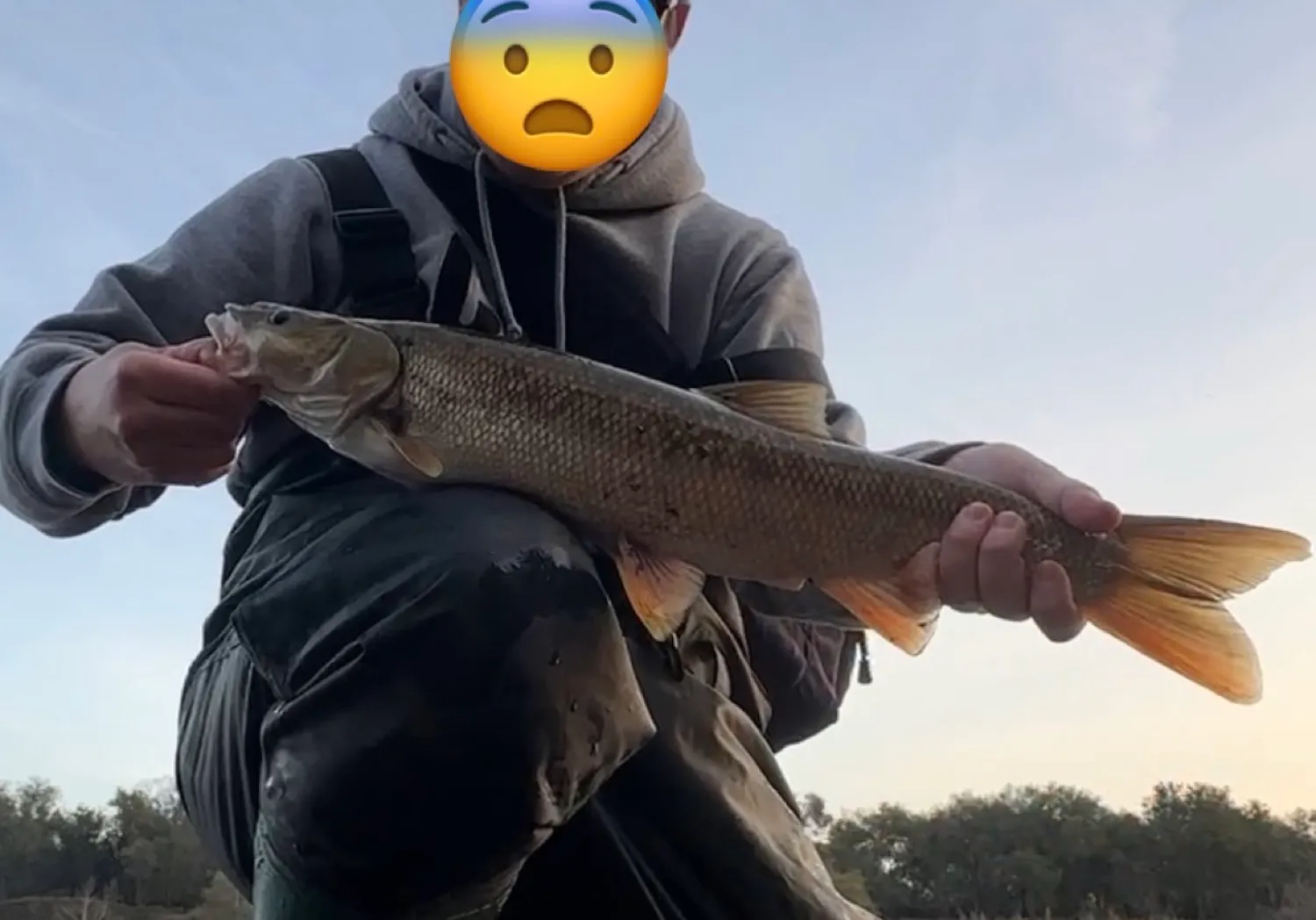 Sacramento pikeminnow