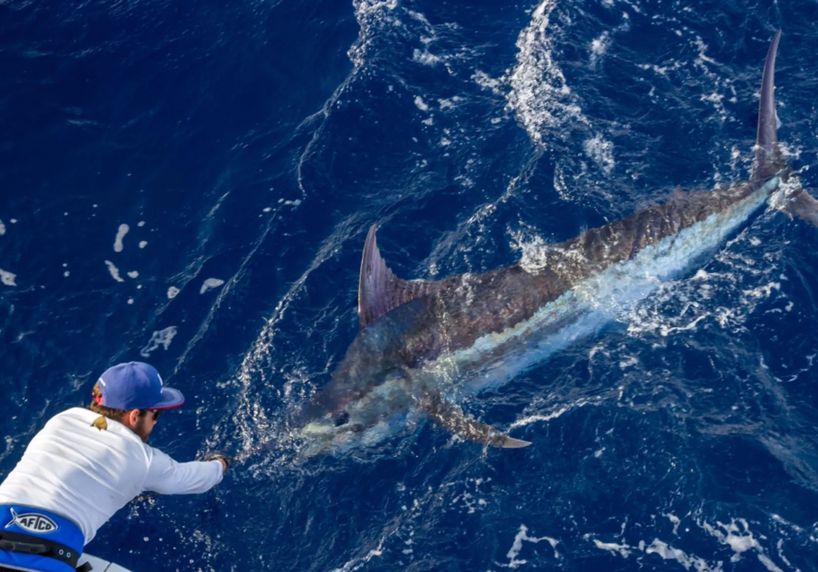 Atlantic blue marlin