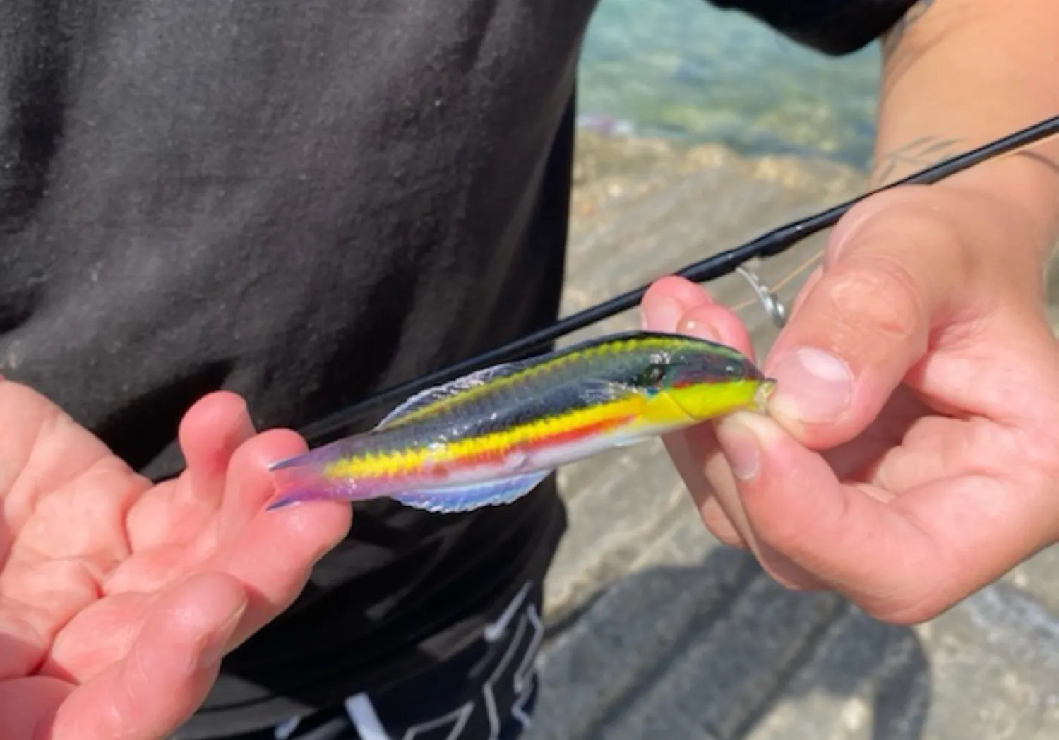 Cortez rainbow wrasse