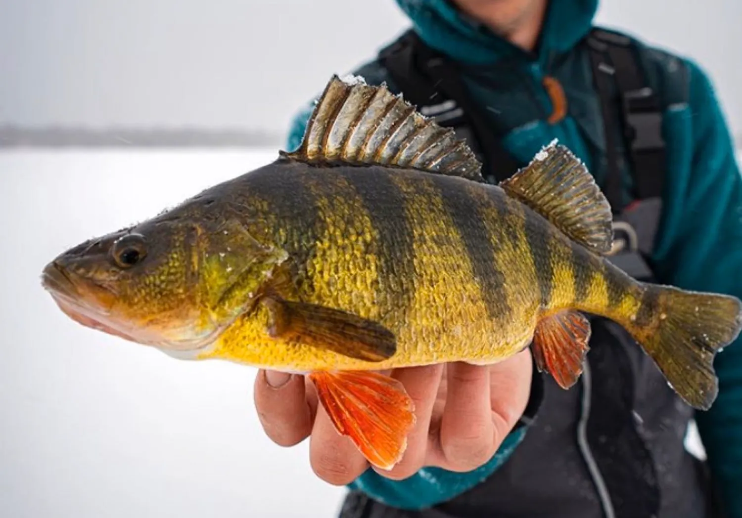 Yellow perch