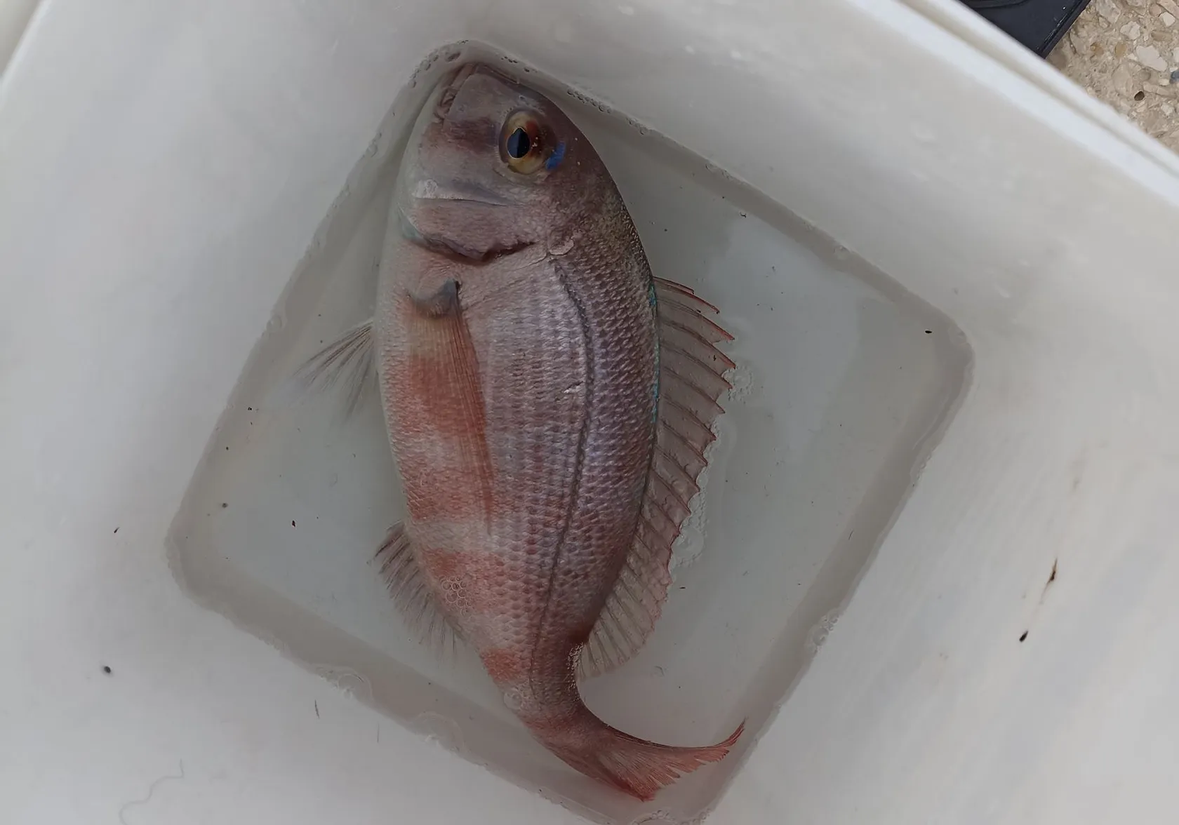 Bluespotted seabream