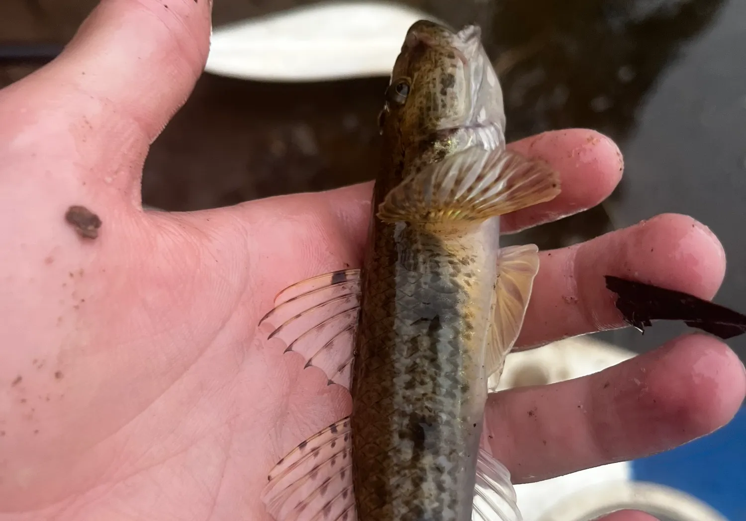 Common goby