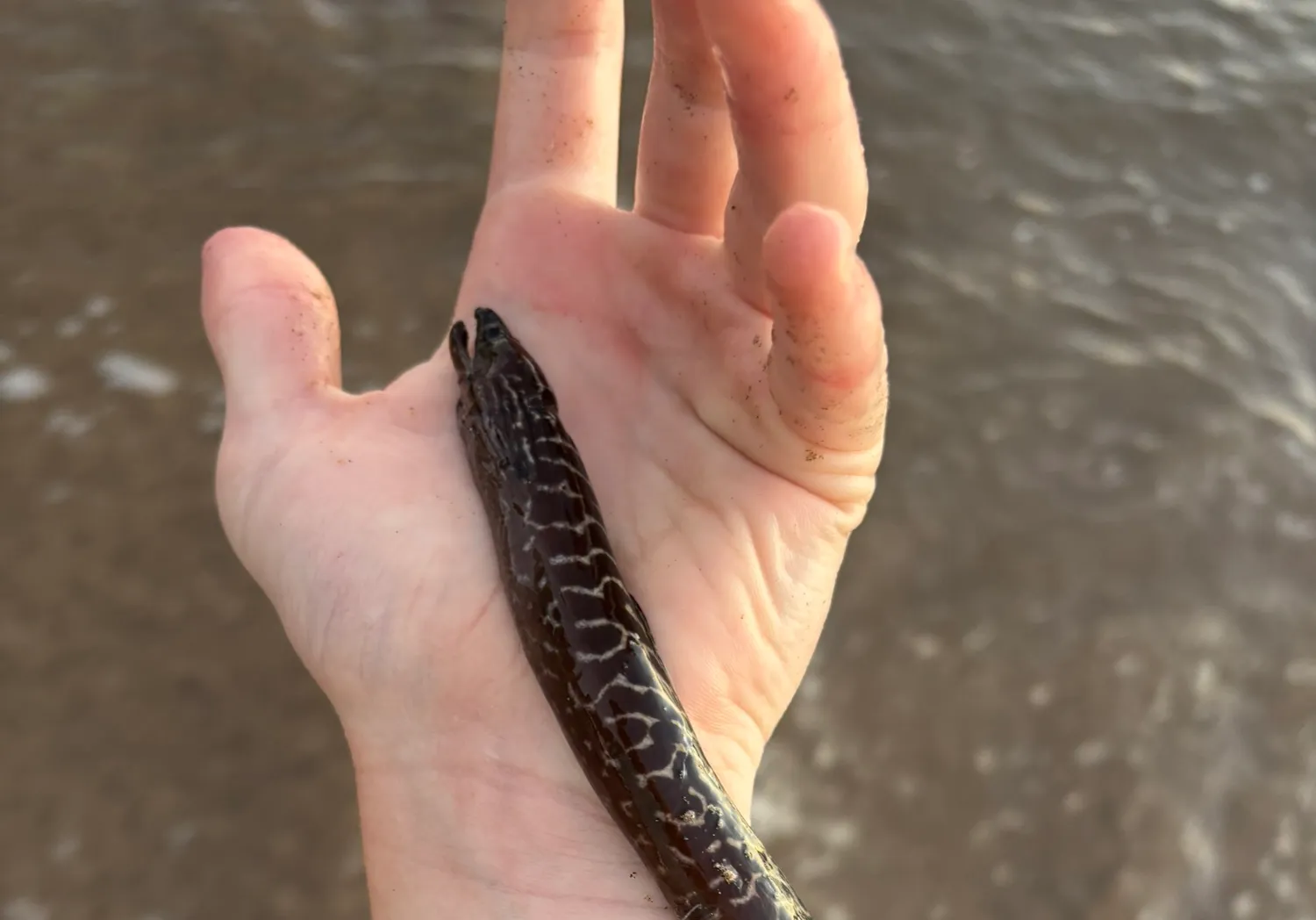 Undulated moray