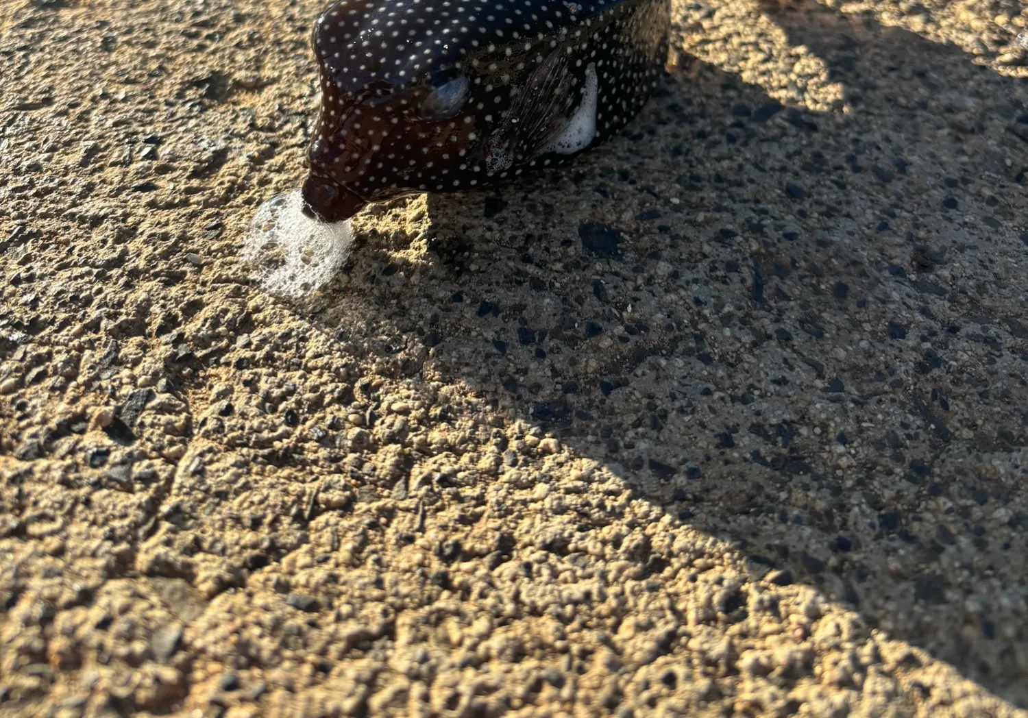 Whitespotted boxfish