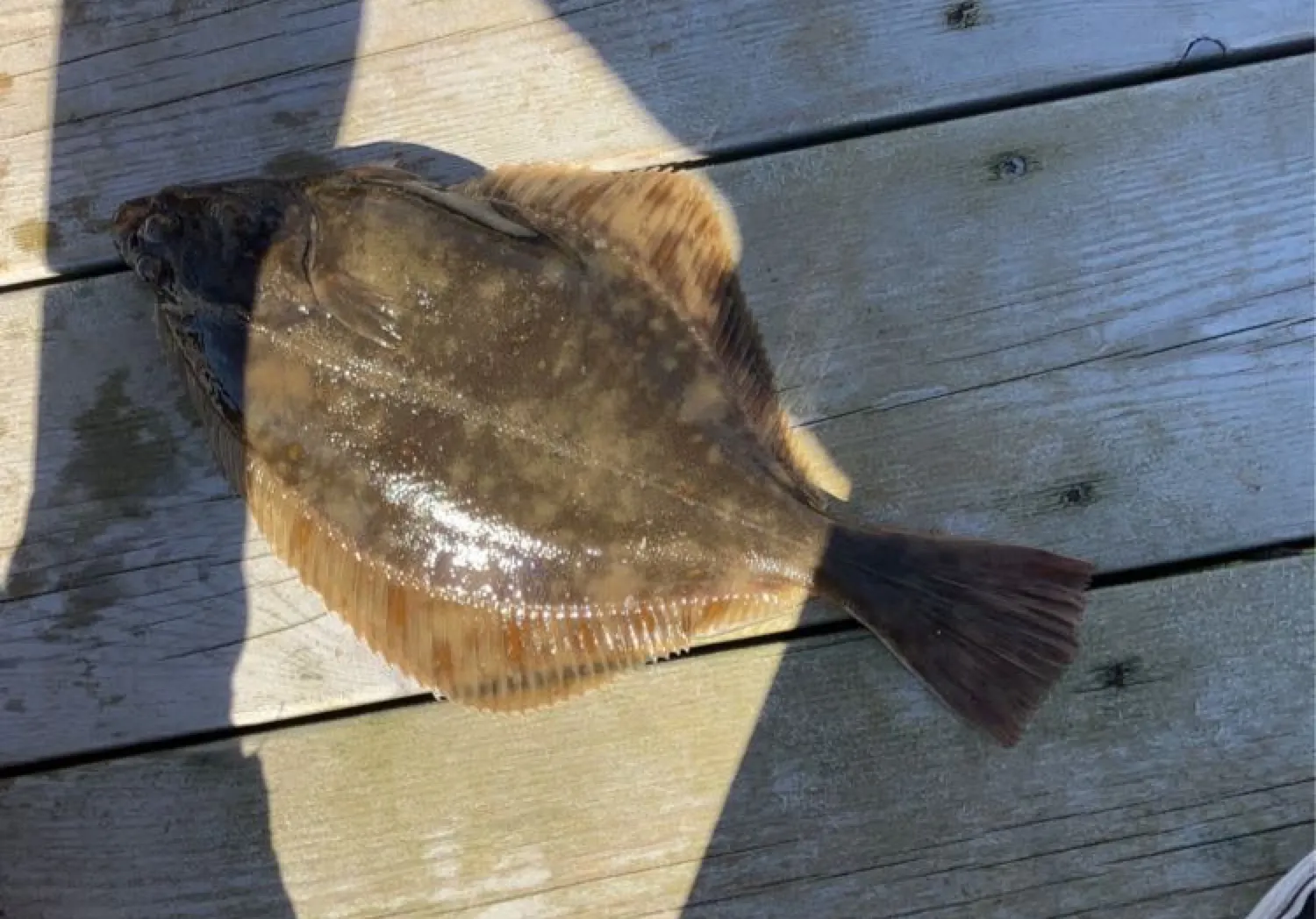 European plaice