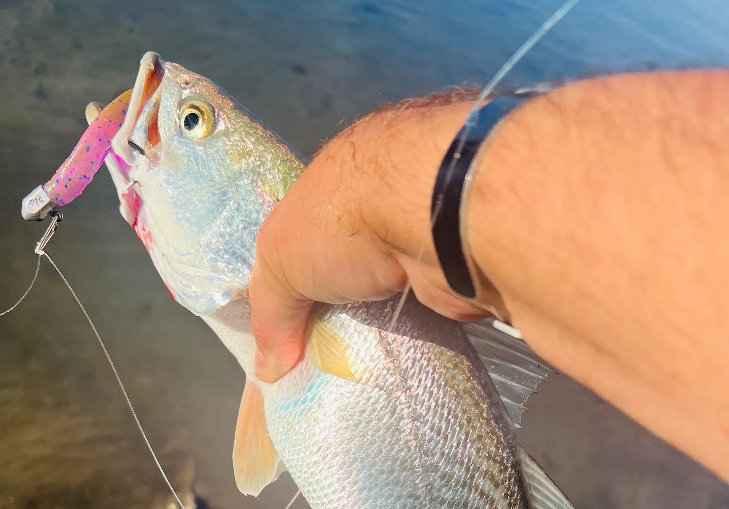 Gray weakfish