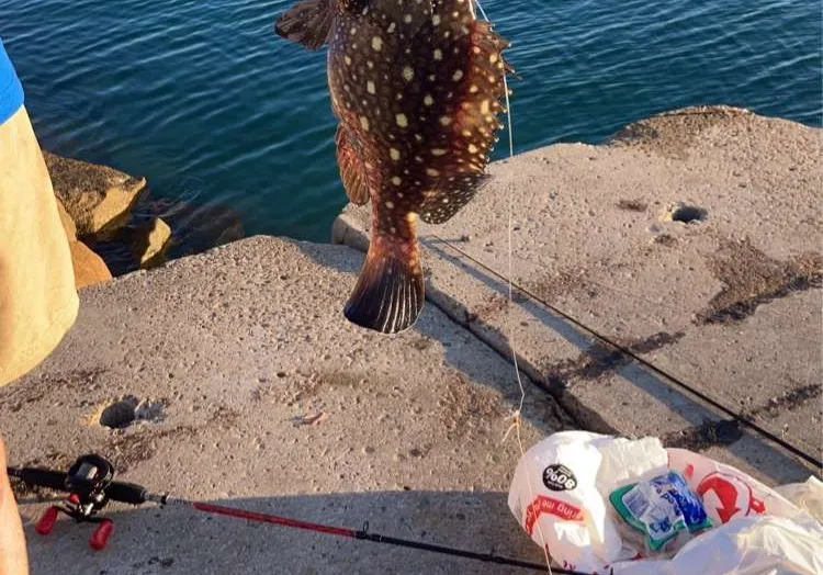 Coral grouper