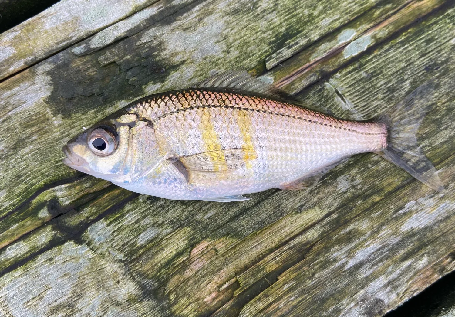 Shiner perch