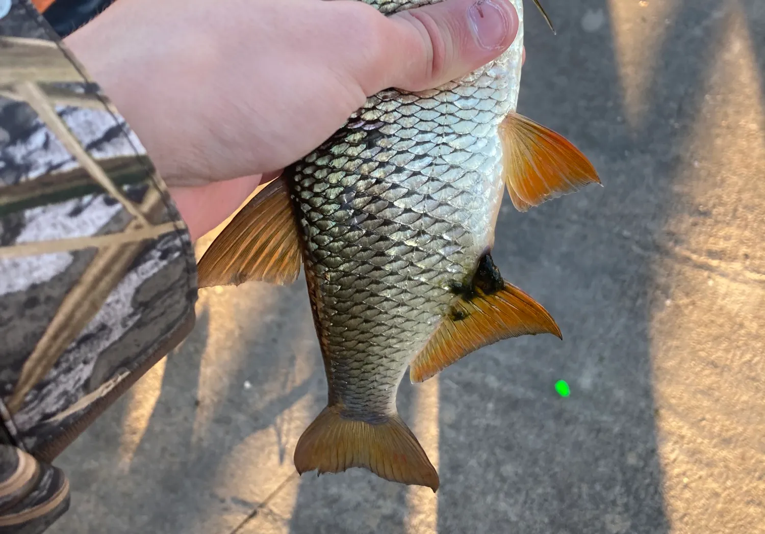 Golden shiner