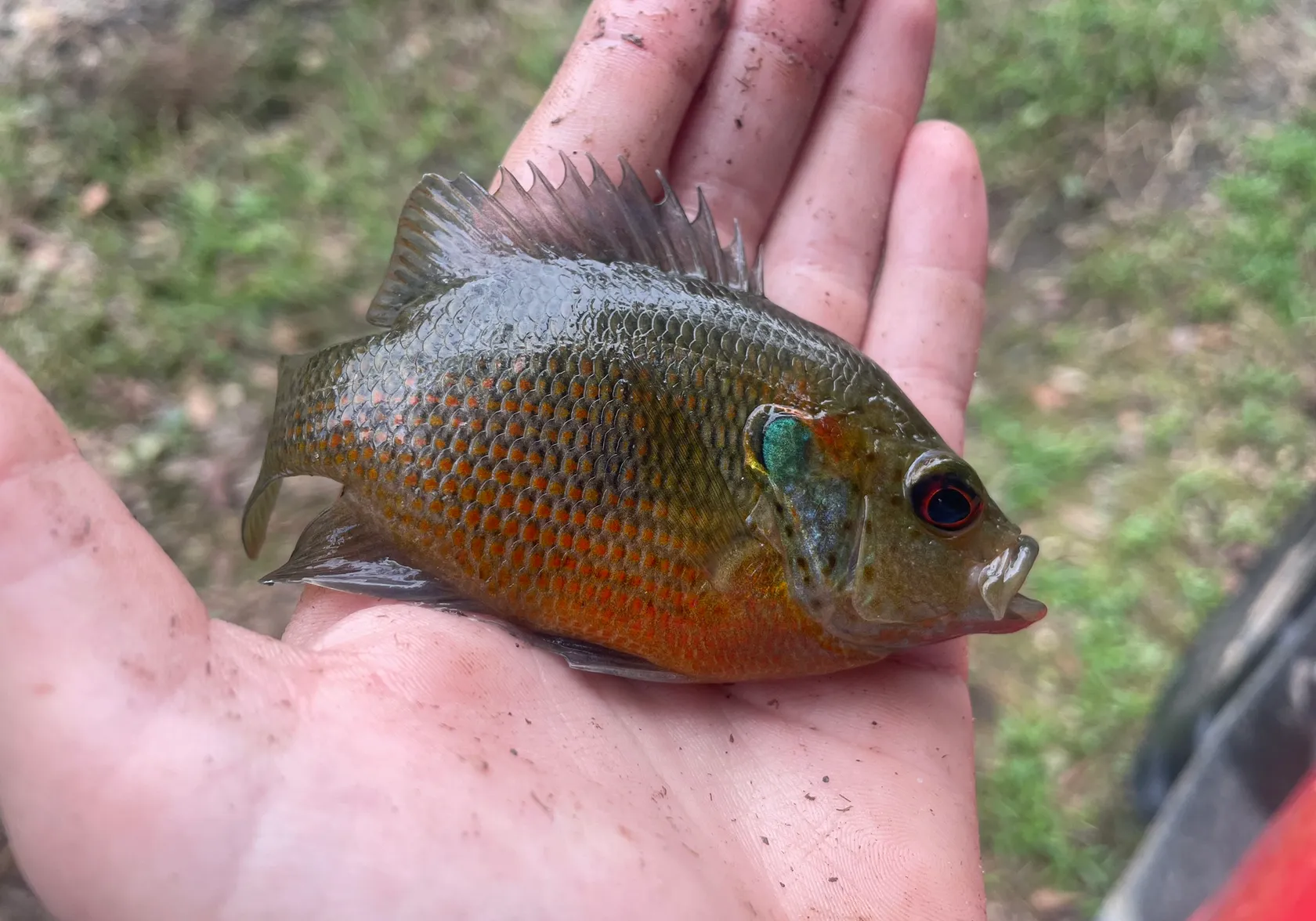 Warmouth x bluegill