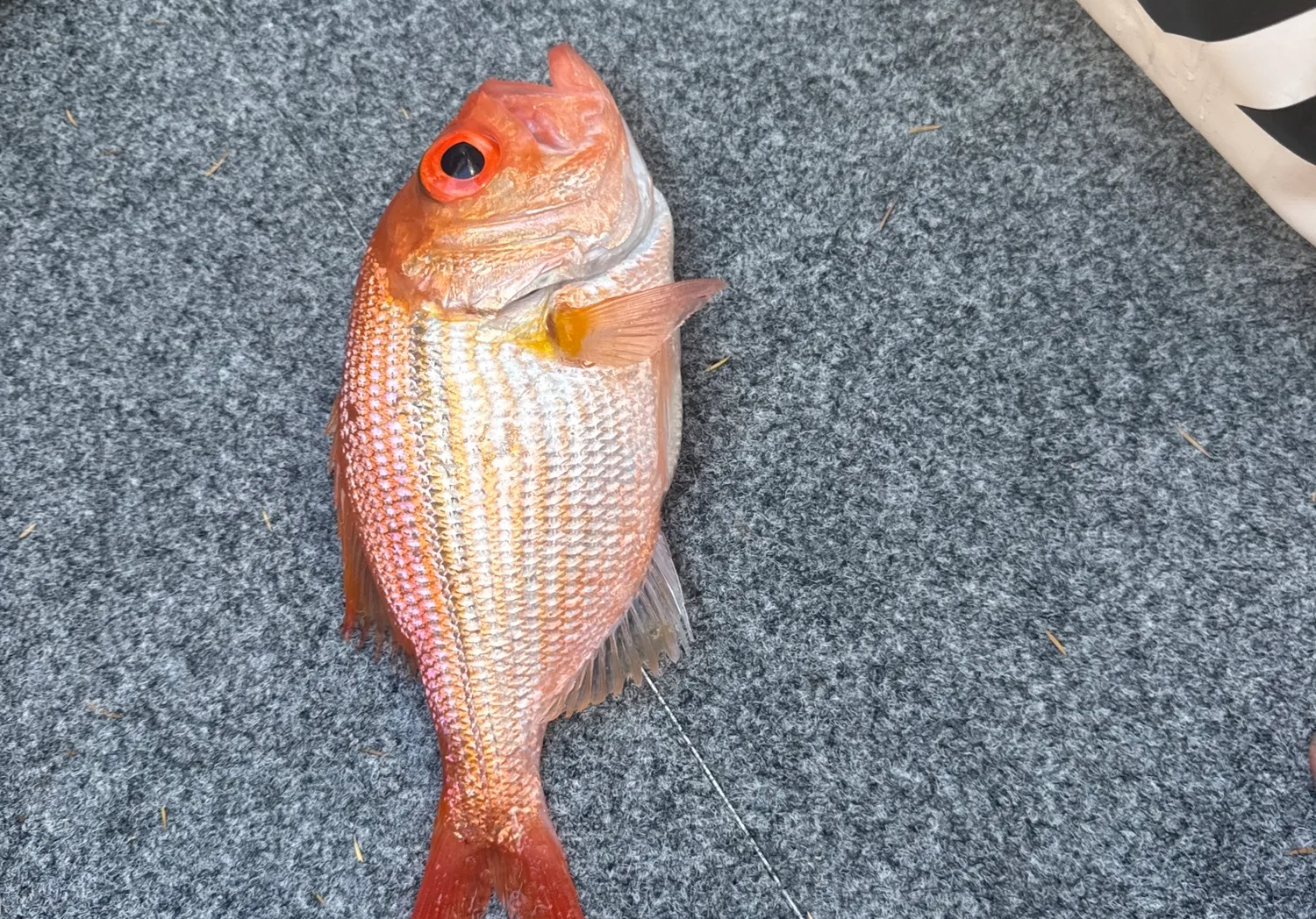 Malabar blood snapper