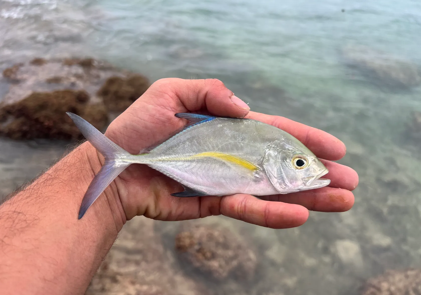 Bluefin trevally