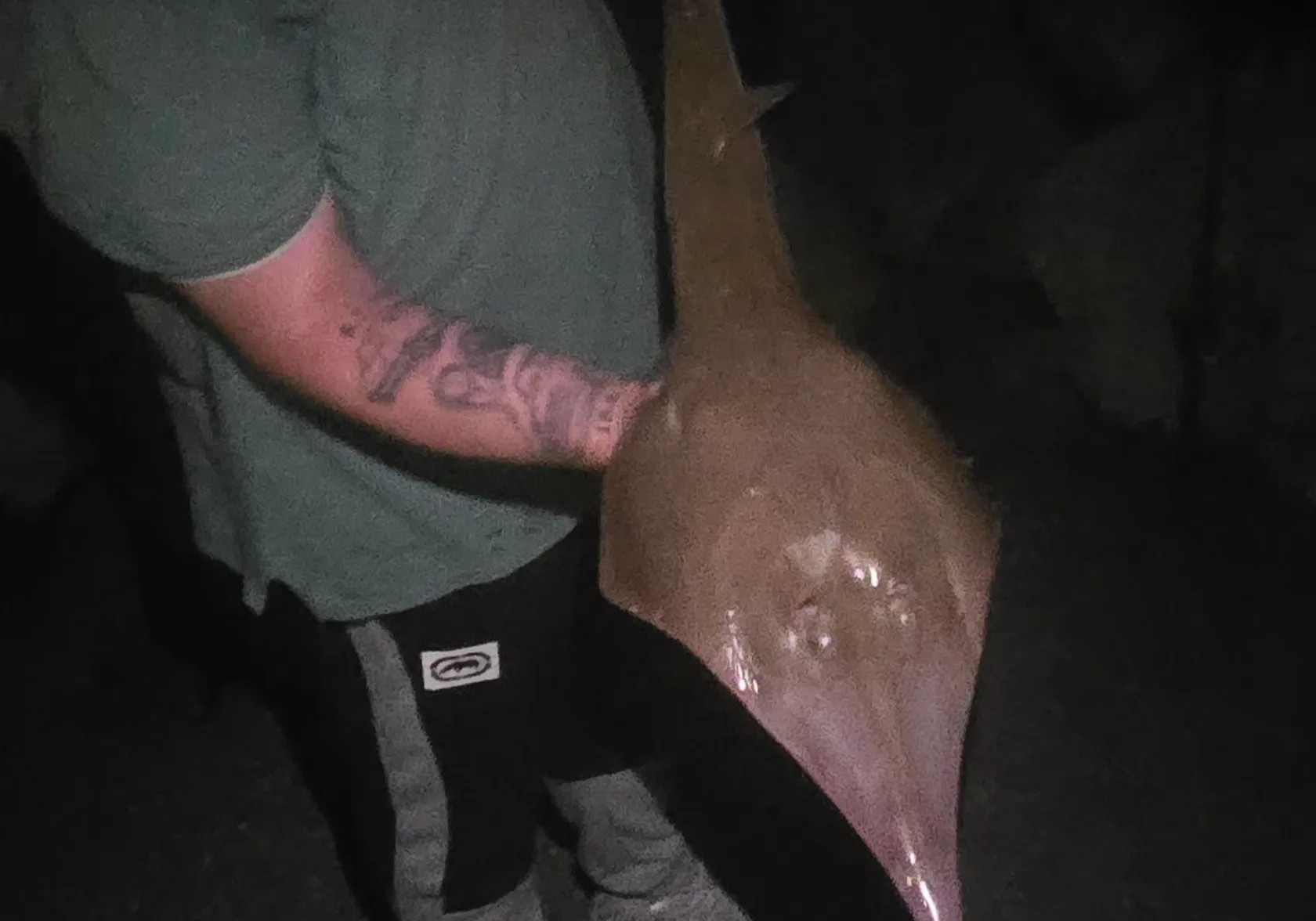 Brown guitarfish