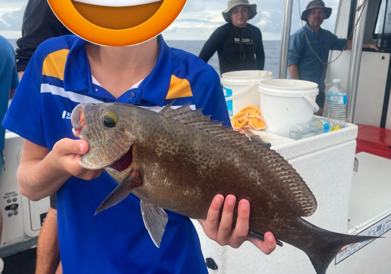 Maori rockcod