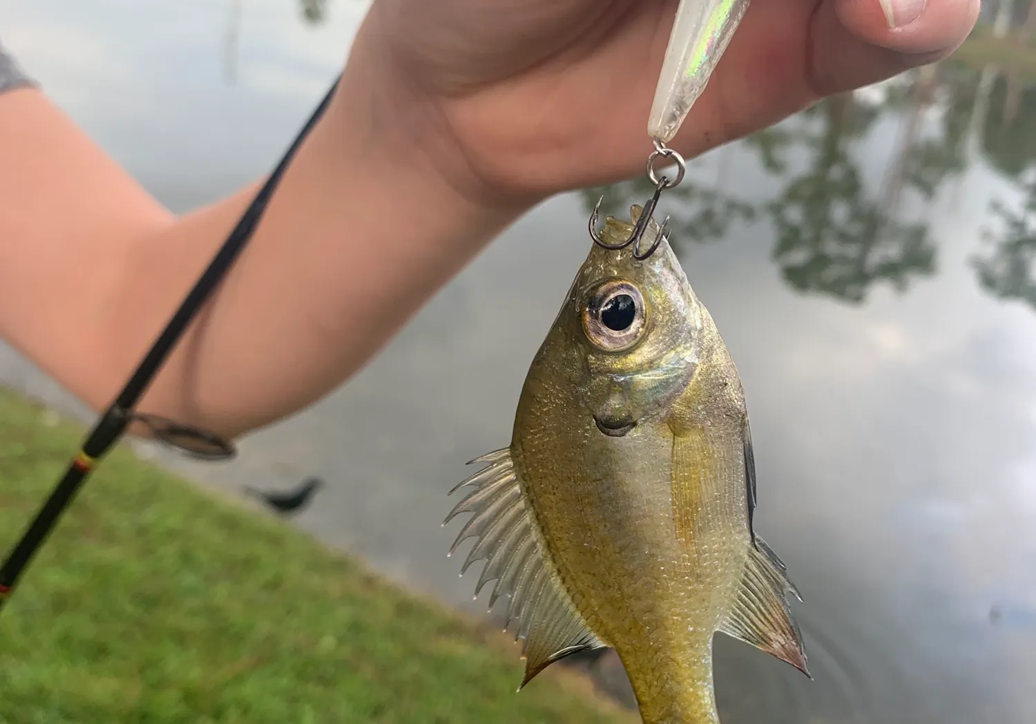 Dollar sunfish