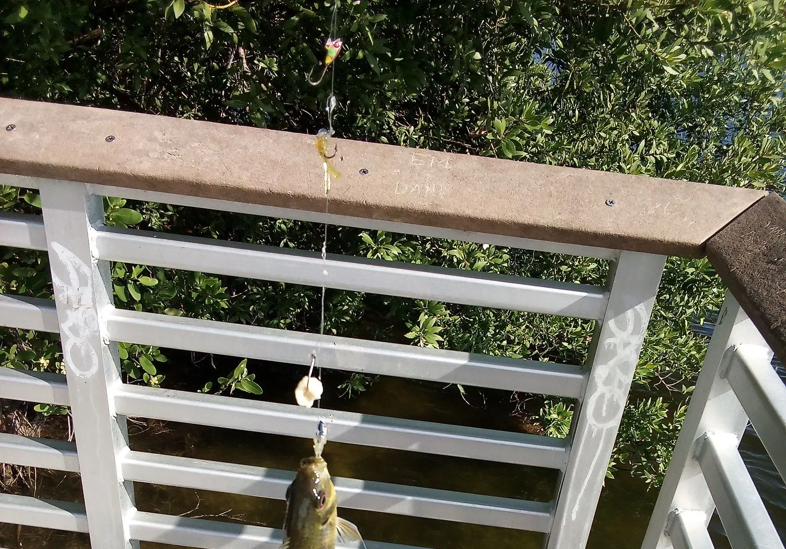 Banded tilapia