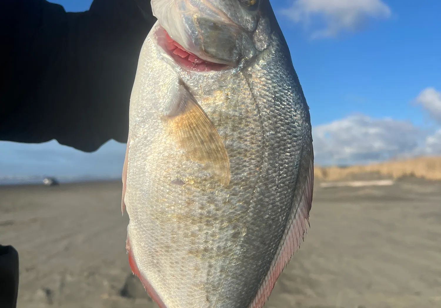 Redtail surfperch