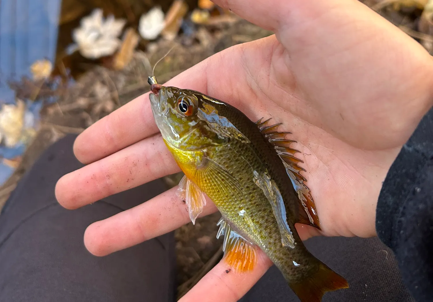 Plains longear sunfish