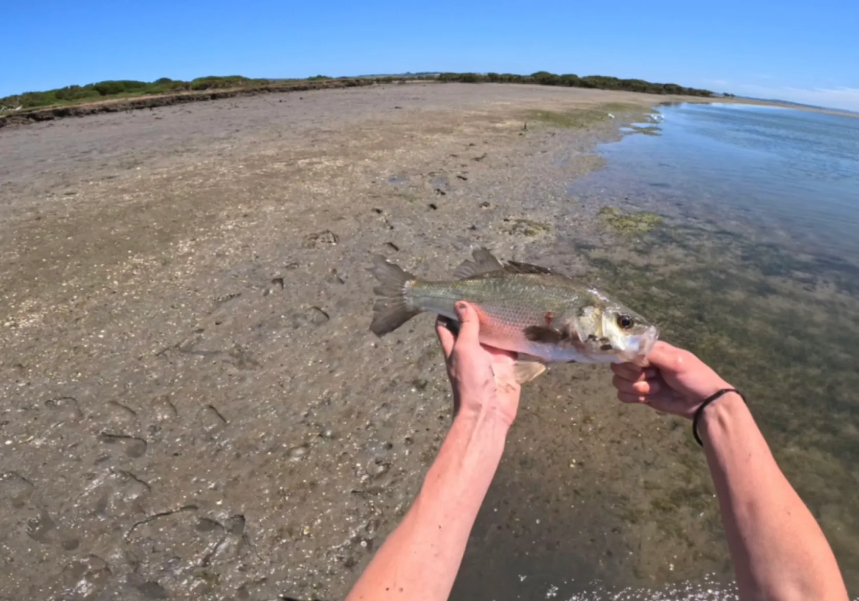 Estuary perch