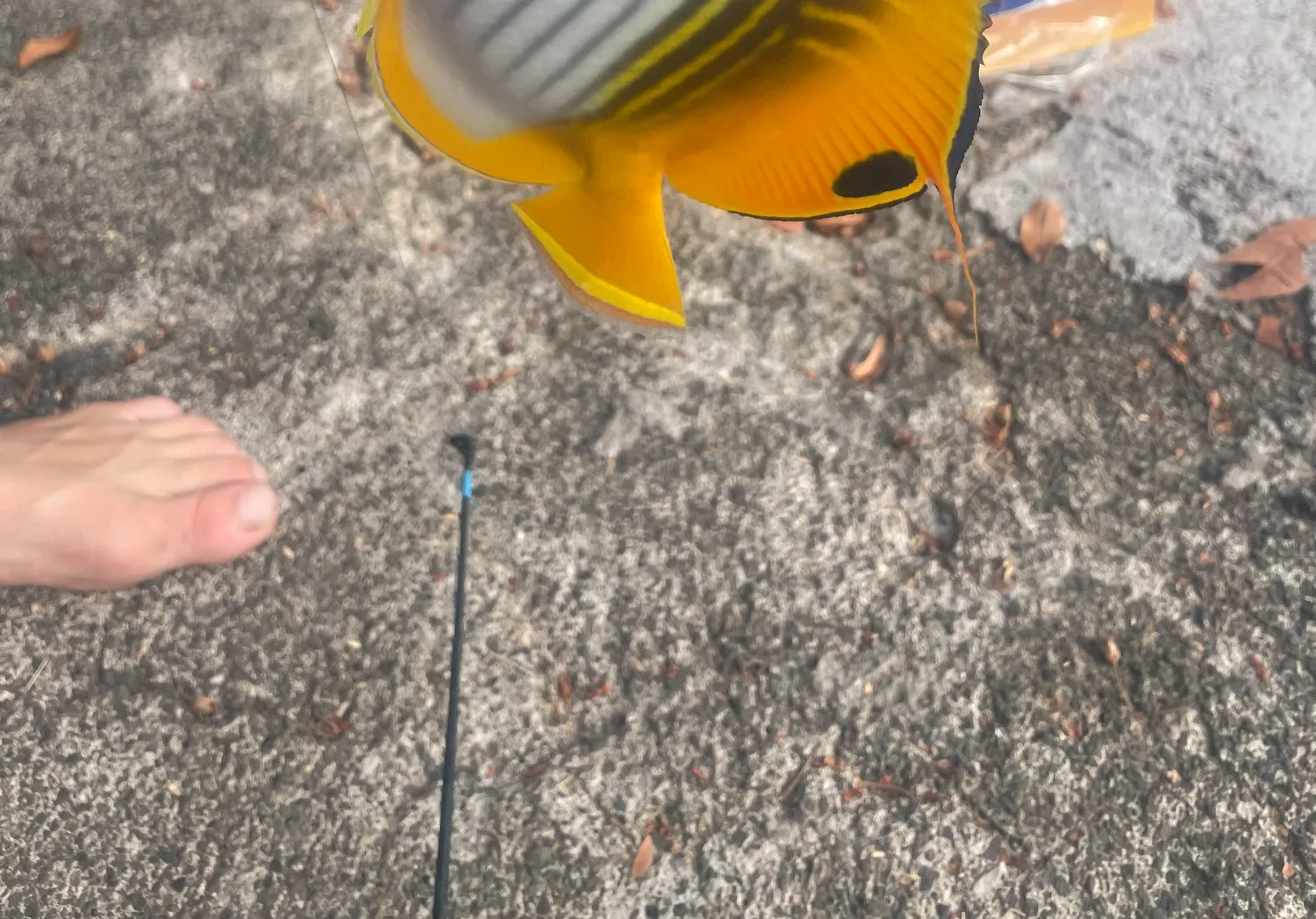 Raccoon butterflyfish