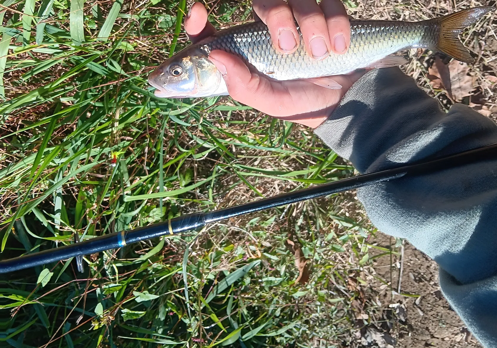 Western creek chubsucker