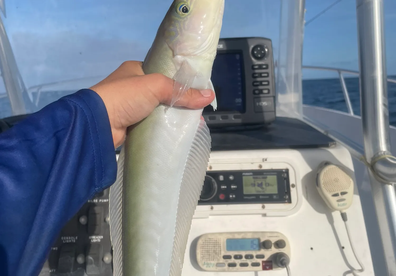 Sand tilefish