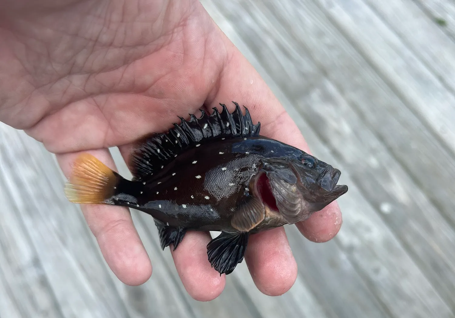 Snowy grouper