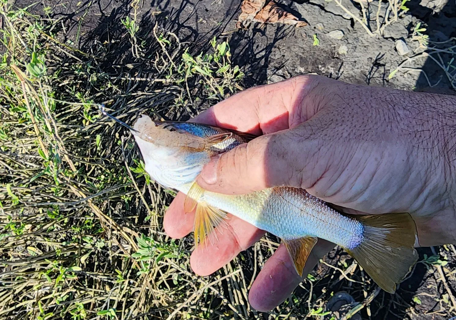 Silver perch