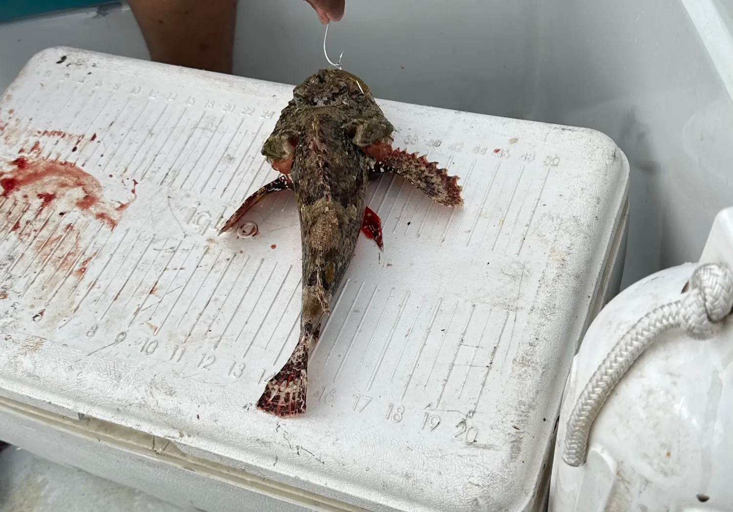 Pacific spotted scorpionfish