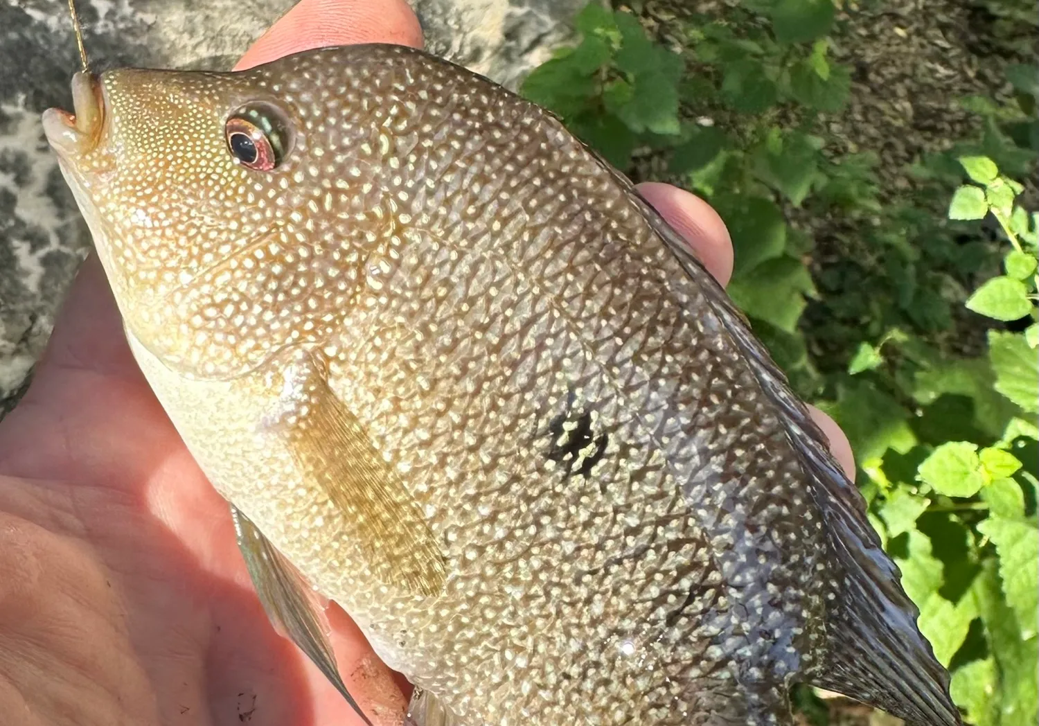 Rio Grande cichlid