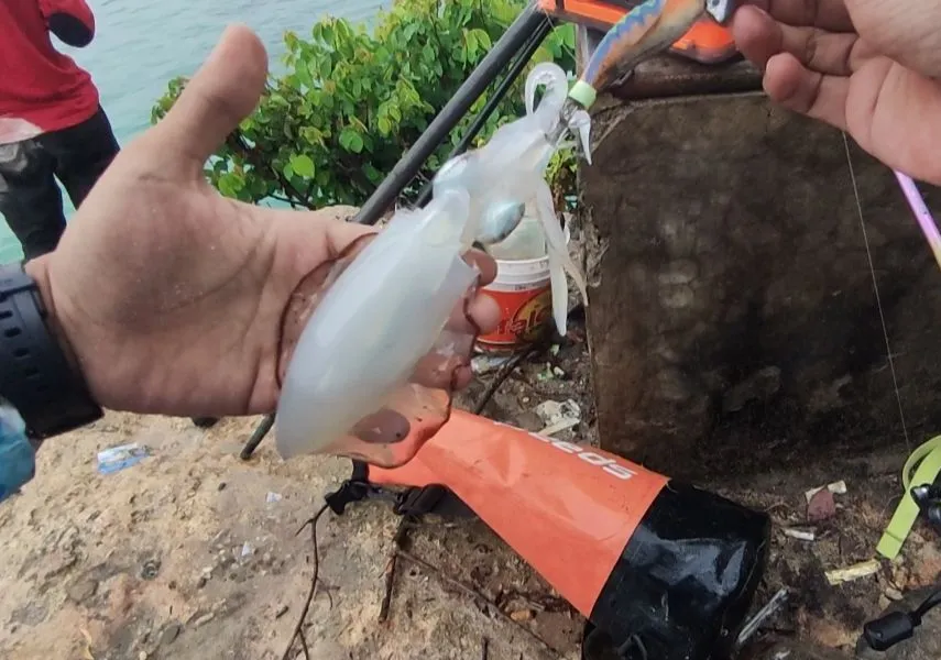 Bigfin reef squid