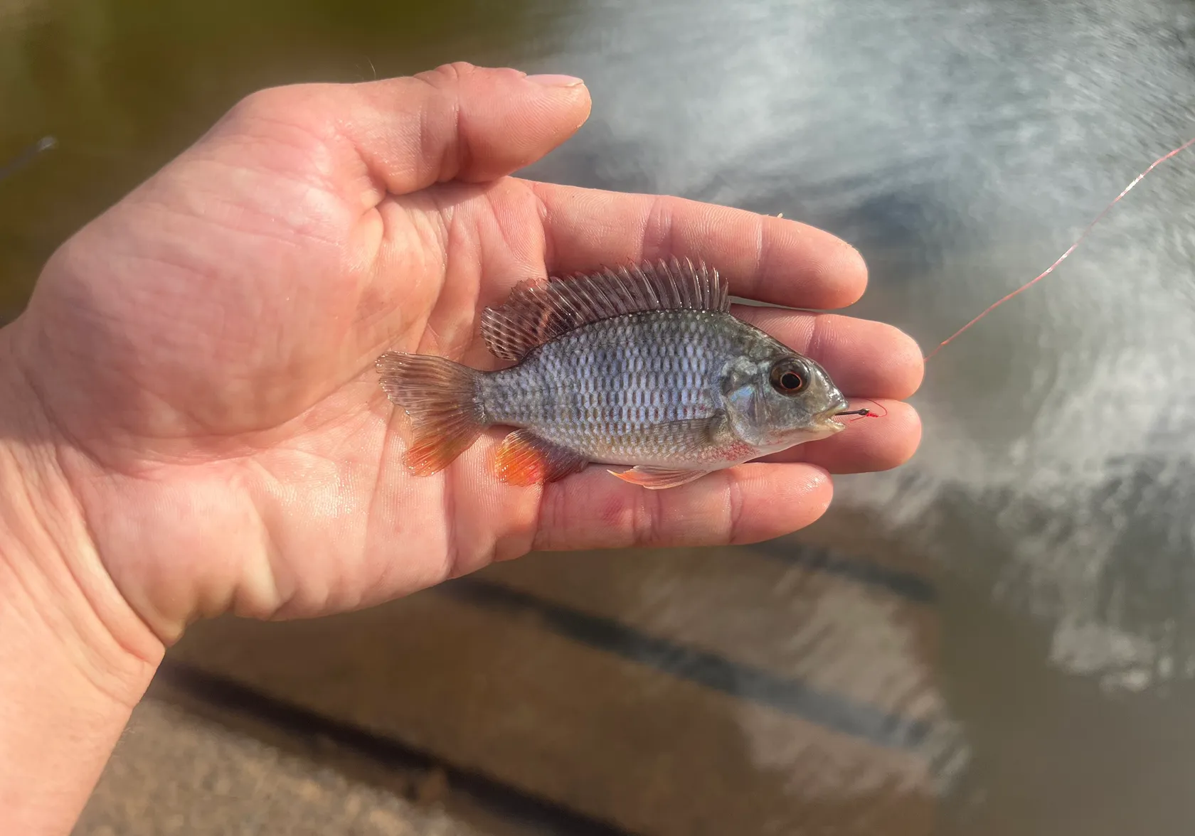 Redbreast tilapia