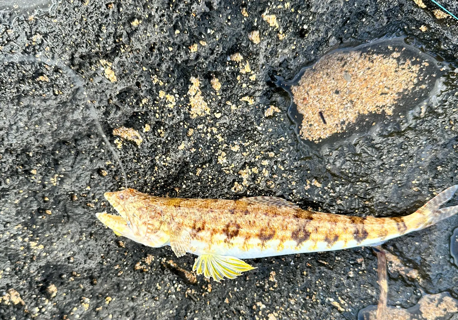 Variegated lizardfish