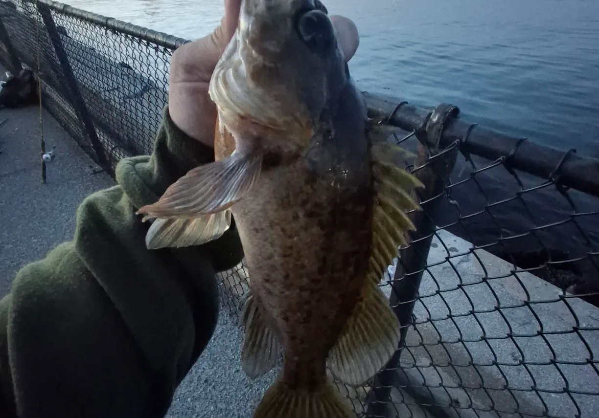 Kelp rockfish