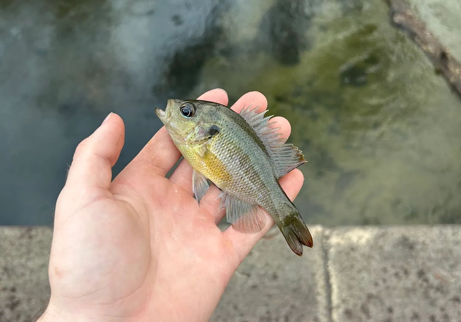 Redspotted sunfish