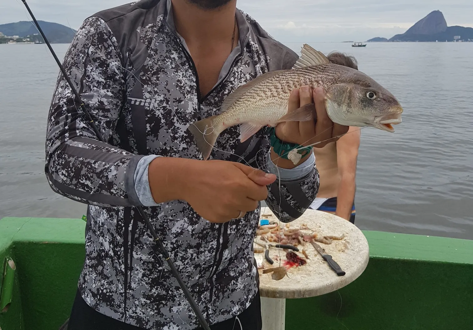 Atlantic croaker