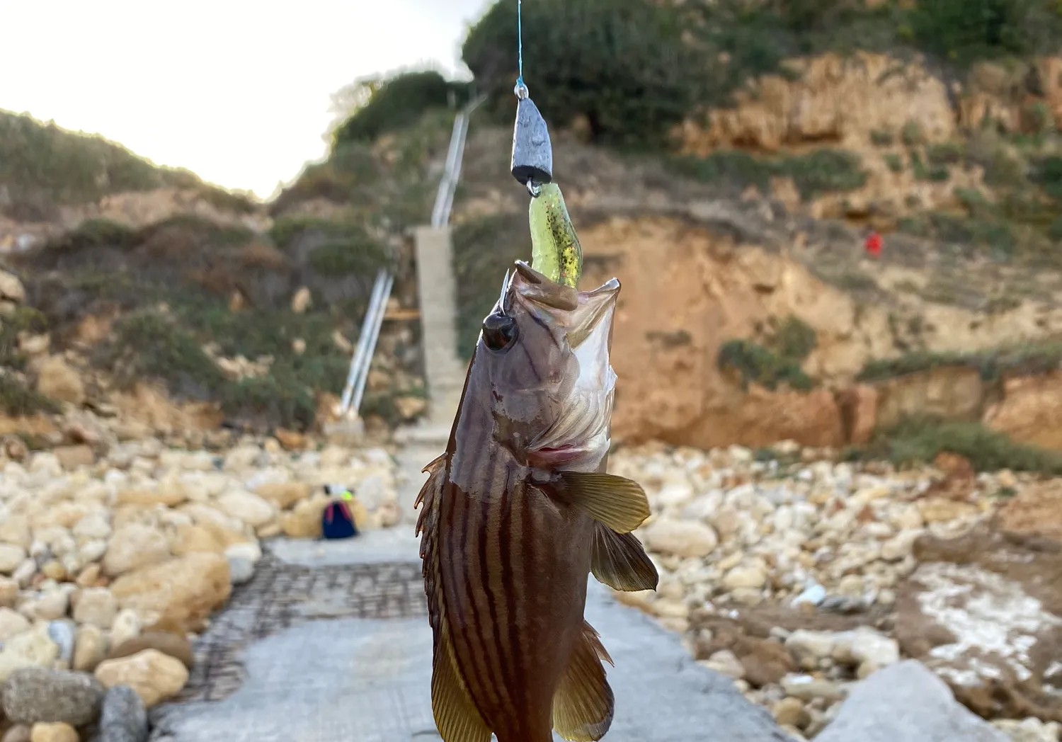 Golden grouper