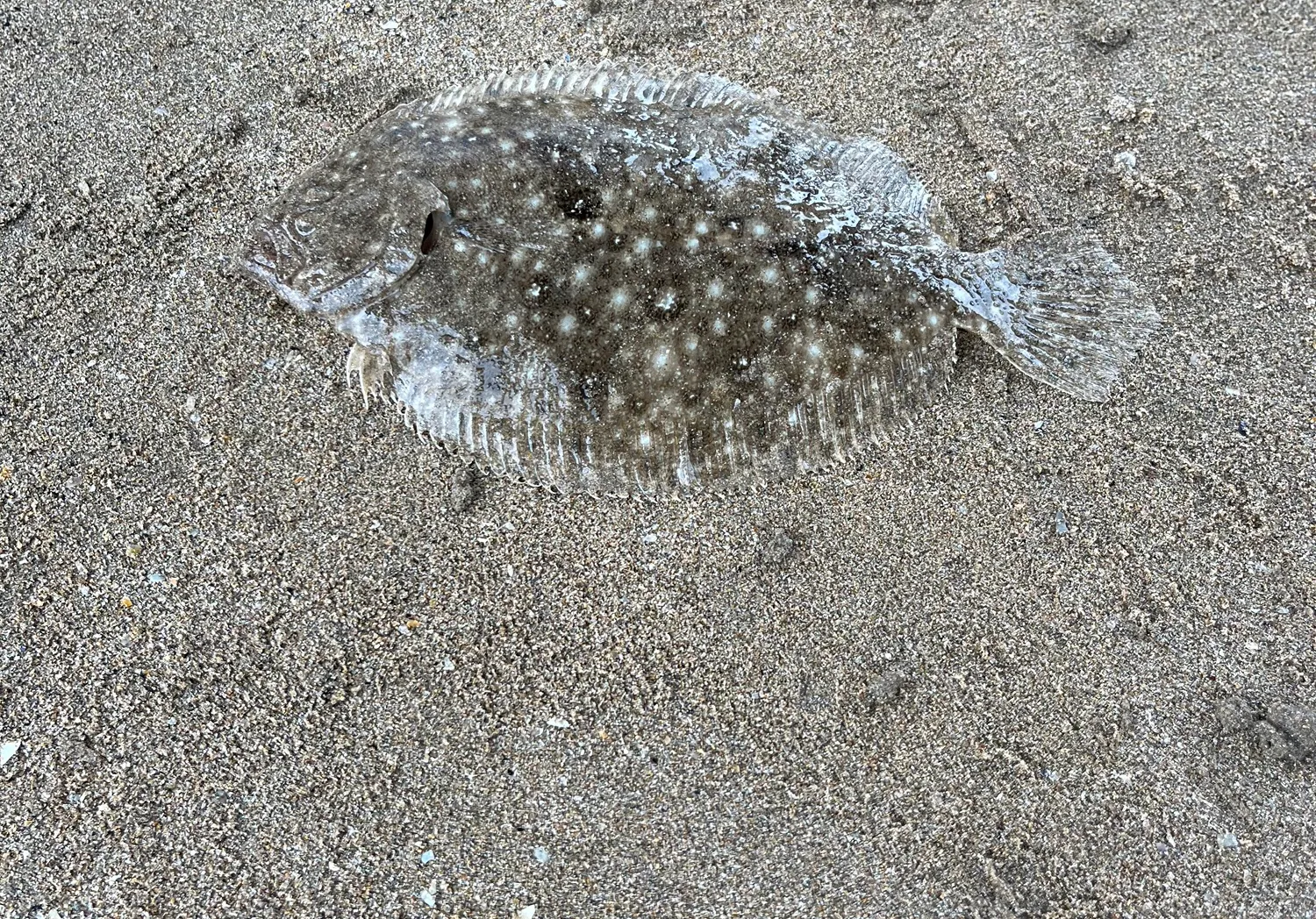 Smalltooth flounder