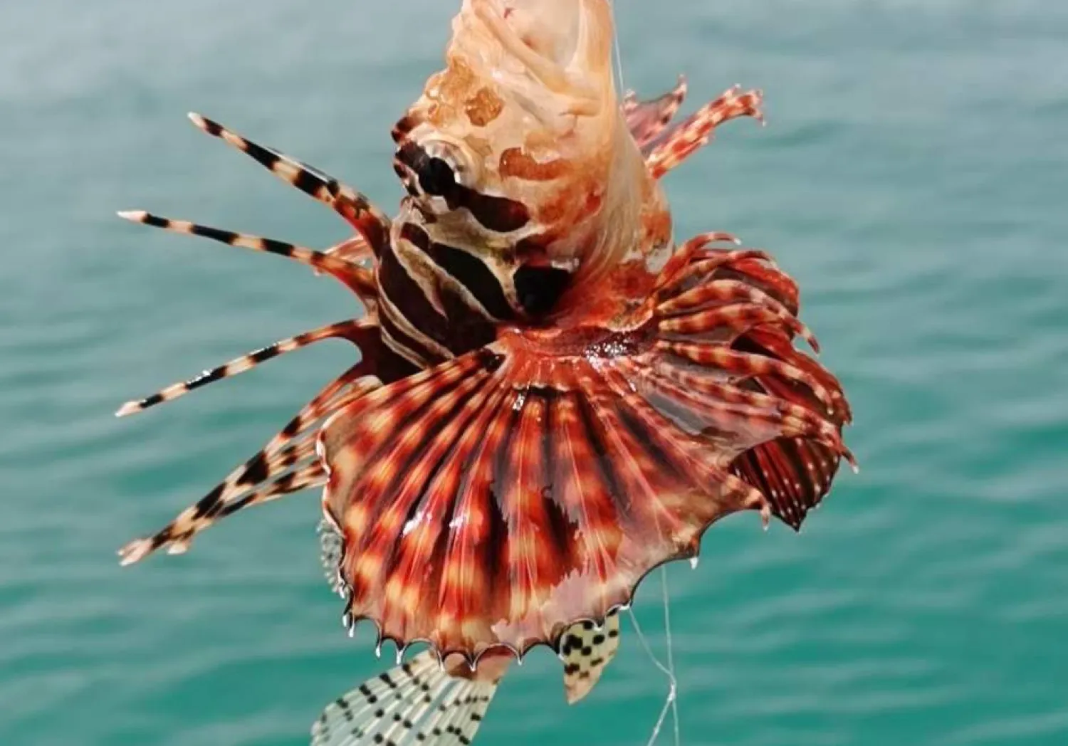 Red lionfish