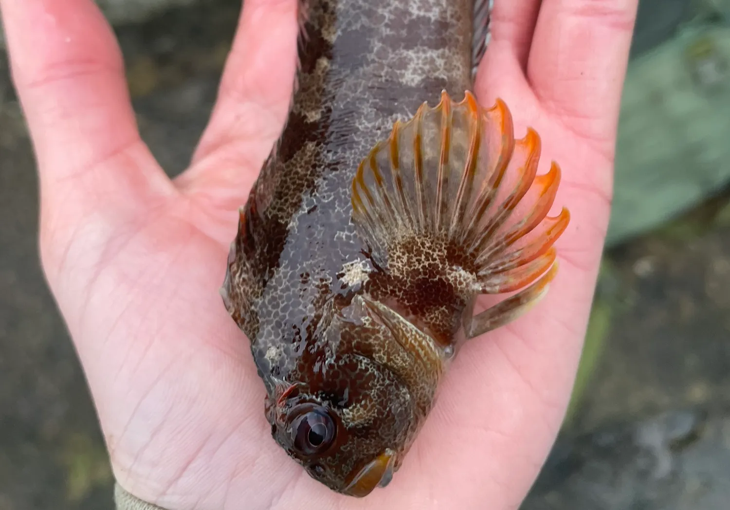 Tompot blenny