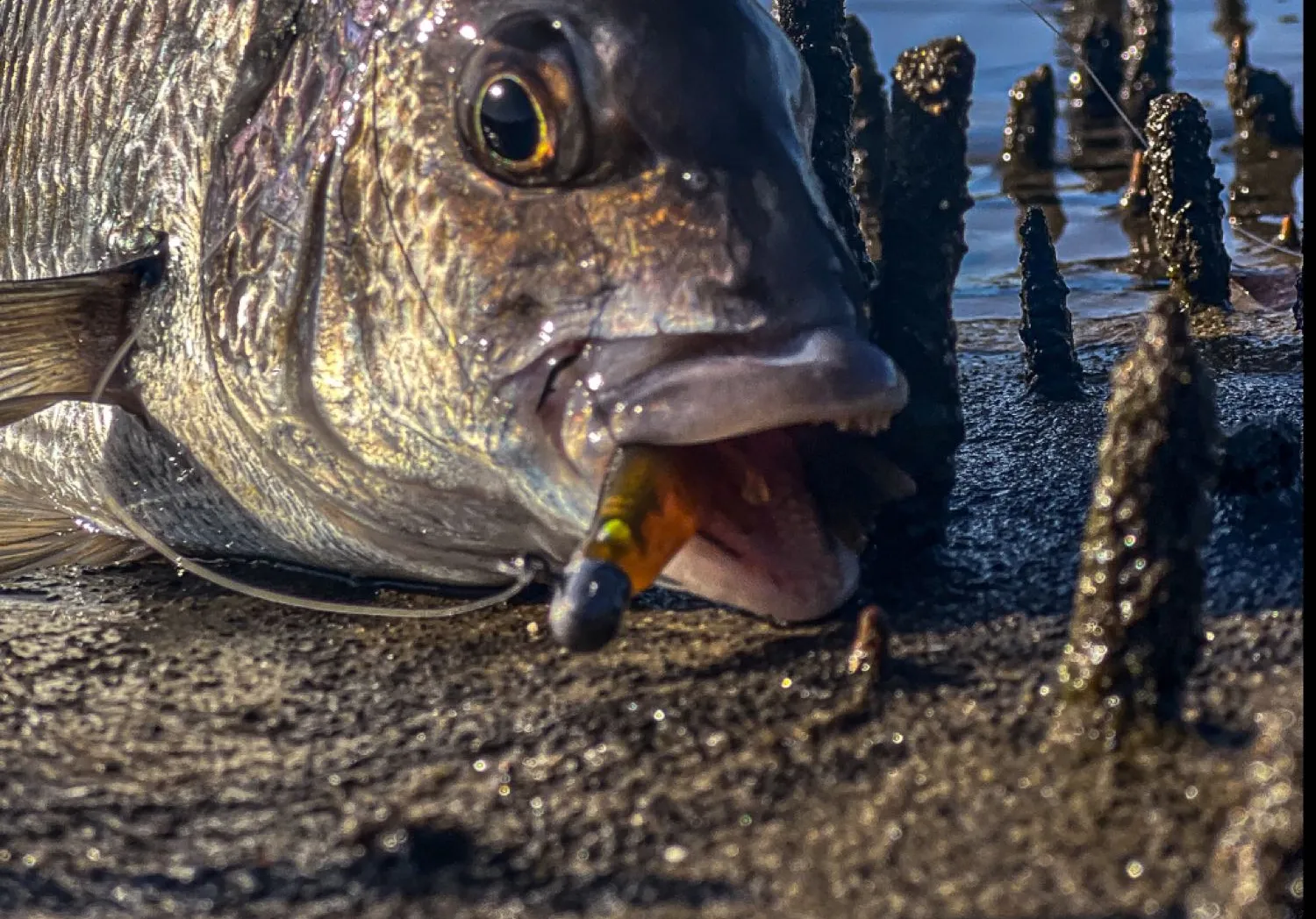 Surf bream