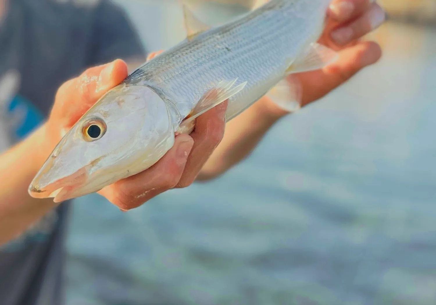 West Atlantic bonefish