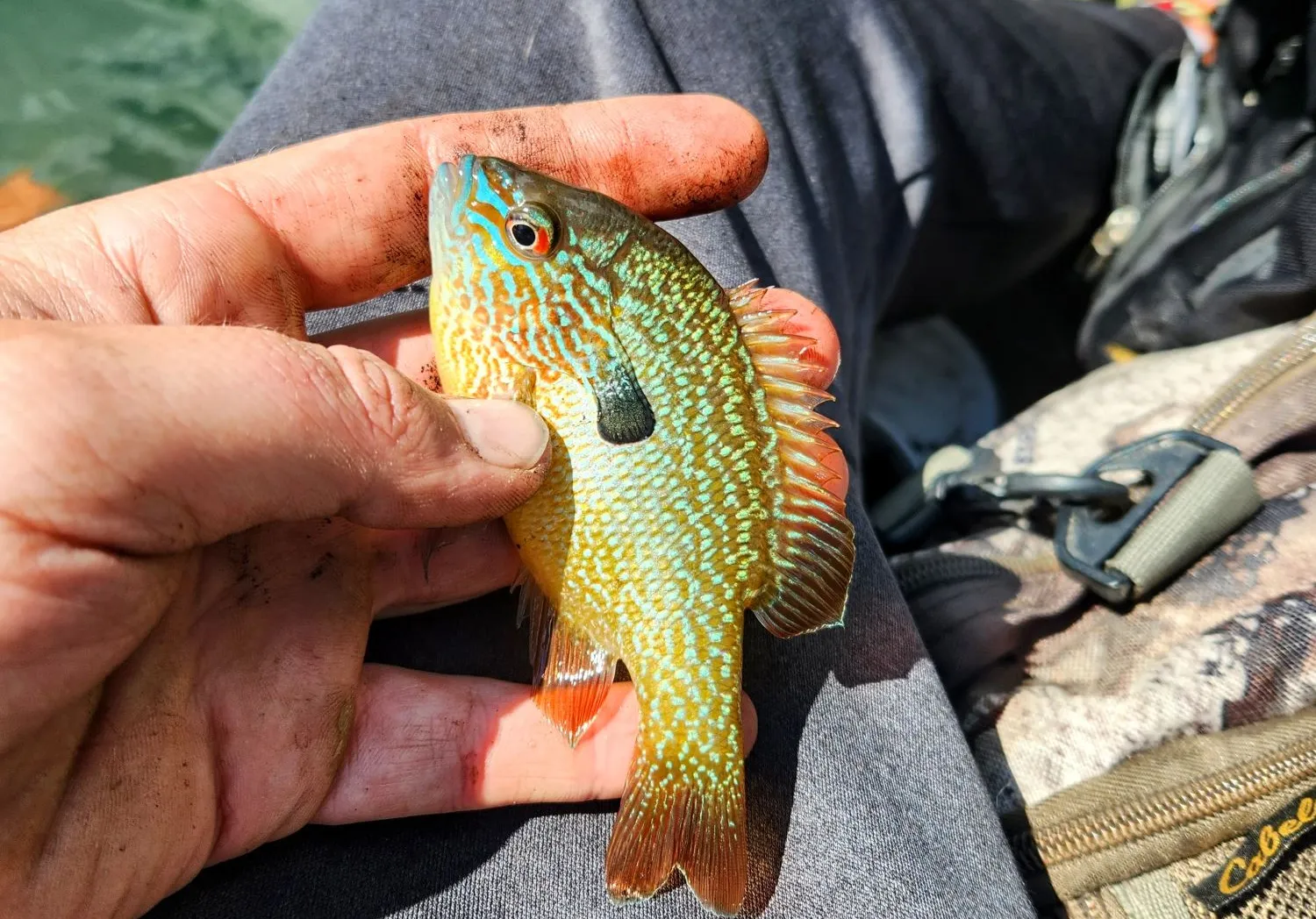 Longear sunfish