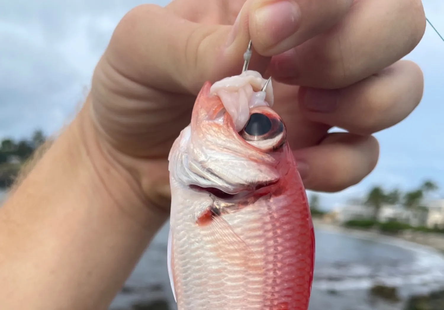 Atlantic bigeye