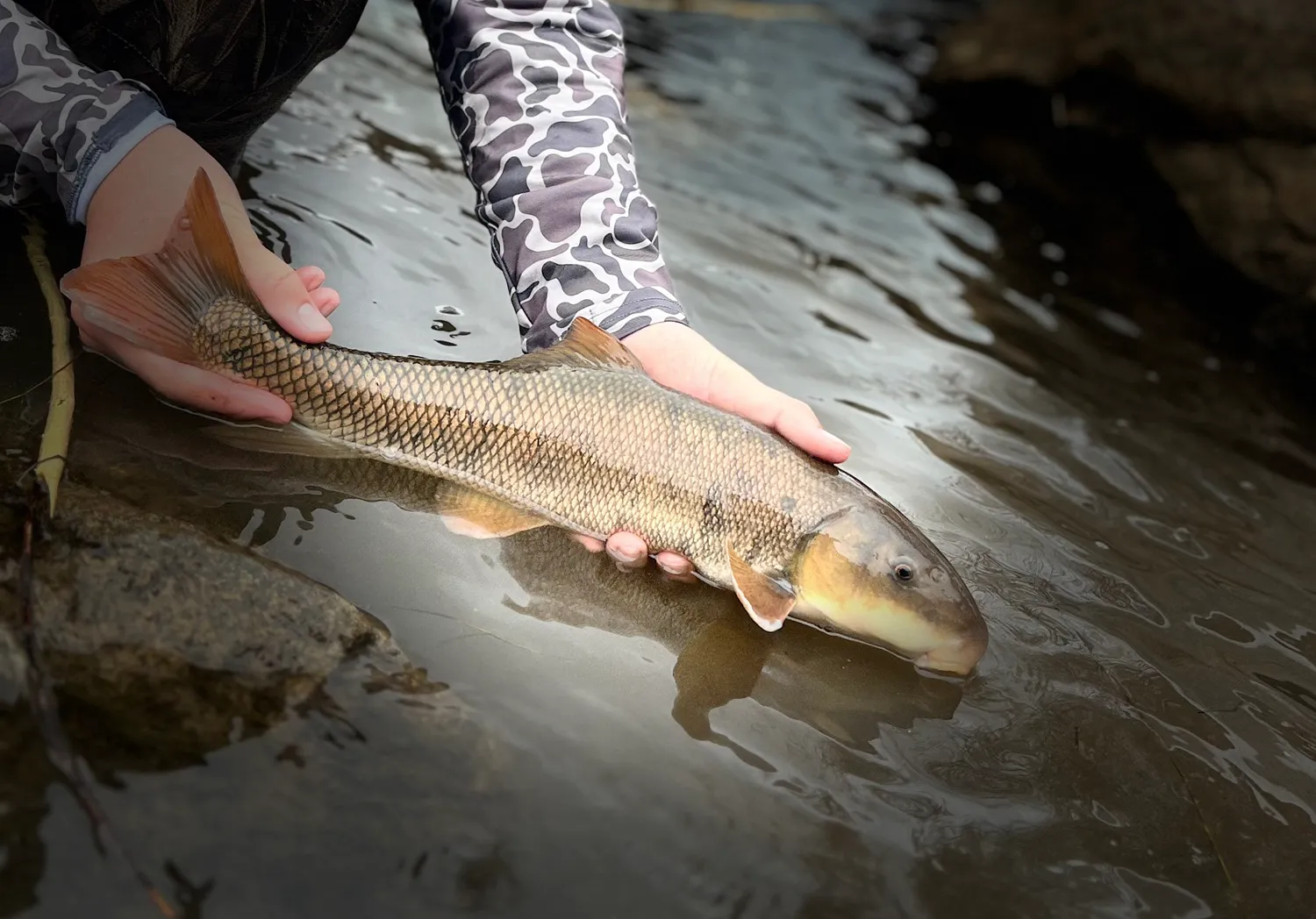 Utah sucker