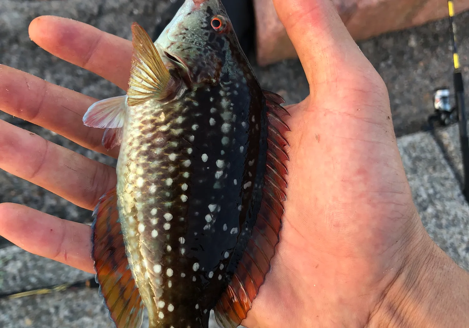 Goldsinny-wrasse