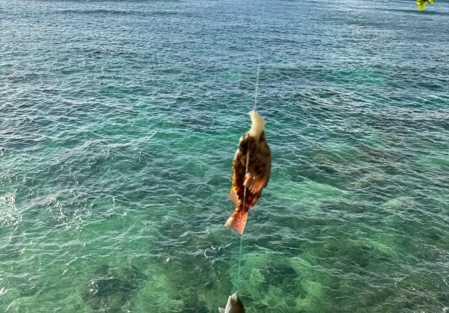 Blue-barred parrotfish