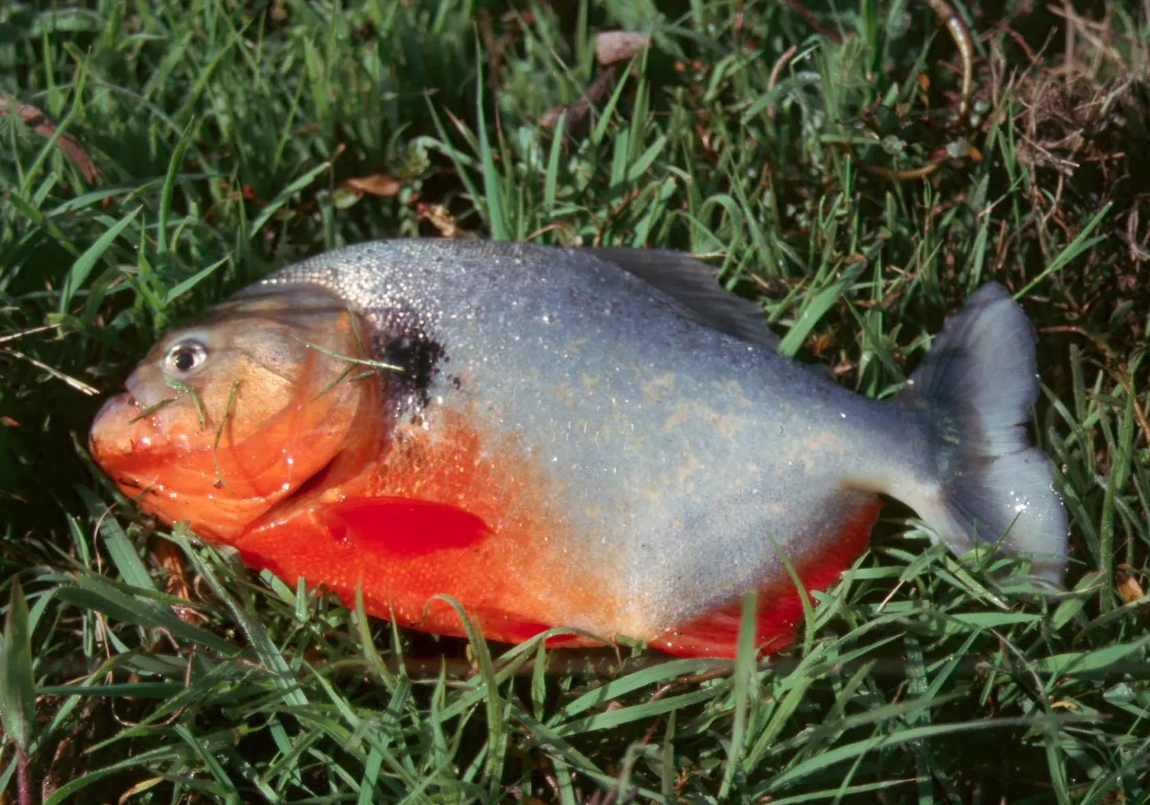 Red-bellied piranha