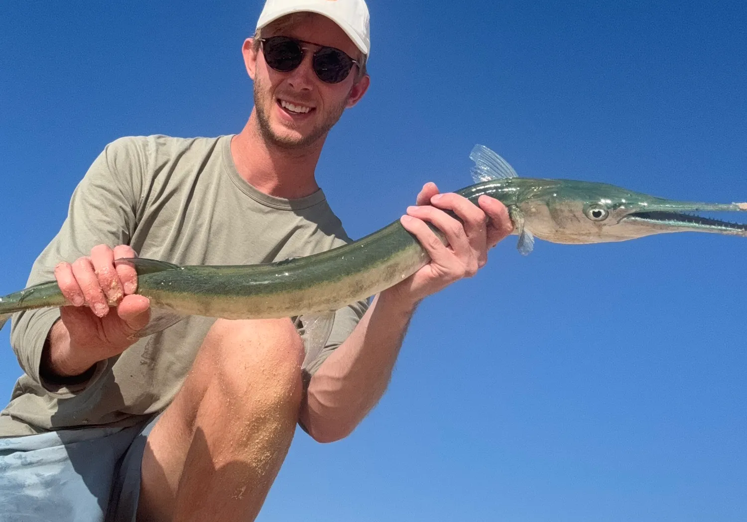 Mexican needlefish