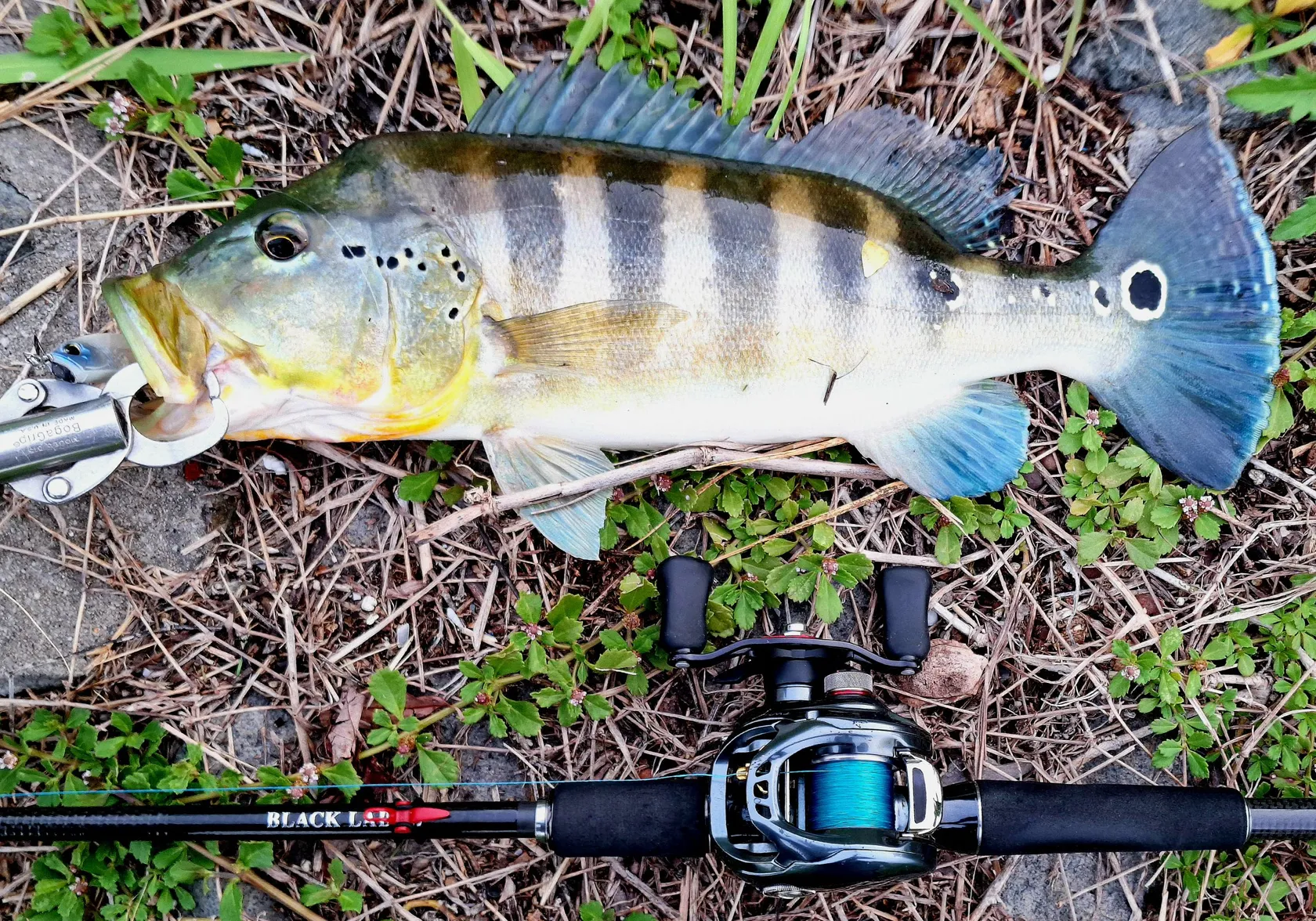 Blue peacock bass